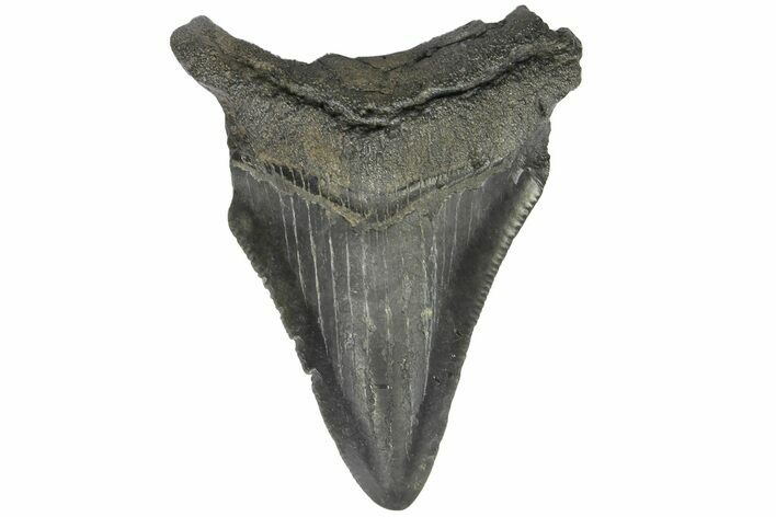 Serrated, Juvenile Megalodon Tooth - South Carolina #183034